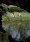 Charmed-Online-dot_nl-LittleHouseonthePrairie9x02-0458.jpg