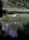 Charmed-Online-dot_nl-LittleHouseonthePrairie9x02-0510.jpg