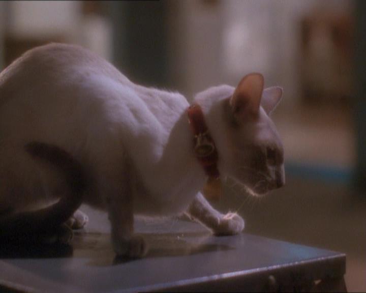 Charmed-Online_dot_net-1x01SomethingWiccaThisWayComes1711.jpg Charmed-Online_dot_net-1x01SomethingWiccaThisWayComes1711.jpg