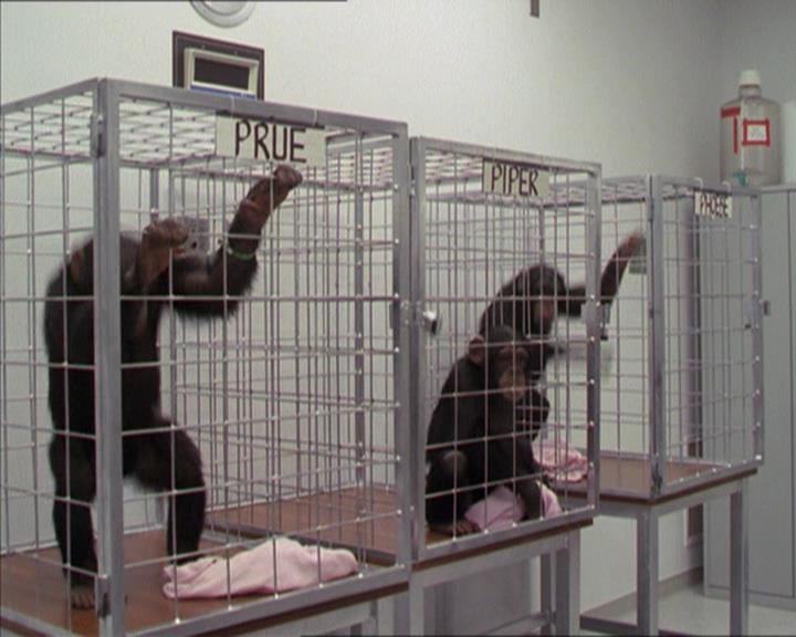 Charmed-Online-dot-220AstralMonkeys0577.jpg