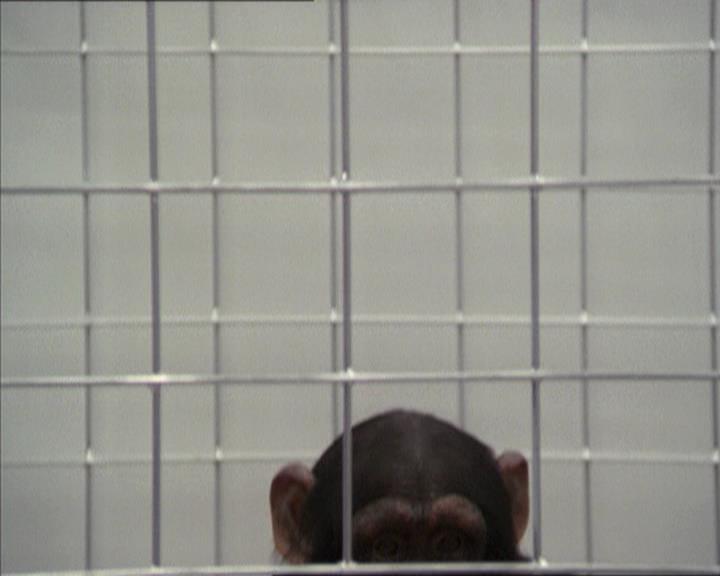 Charmed-Online-dot-220AstralMonkeys0641.jpg