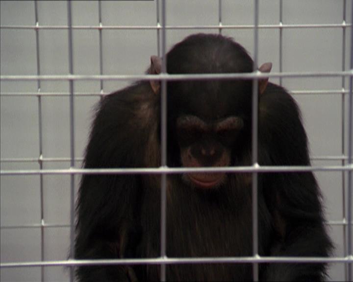 Charmed-Online-dot-220AstralMonkeys0644.jpg