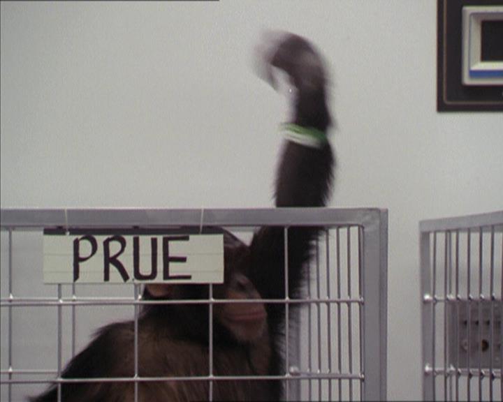 Charmed-Online-dot-220AstralMonkeys0963.jpg