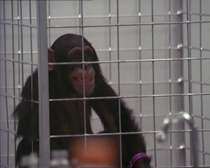 Charmed-Online-dot-220AstralMonkeys0983.jpg