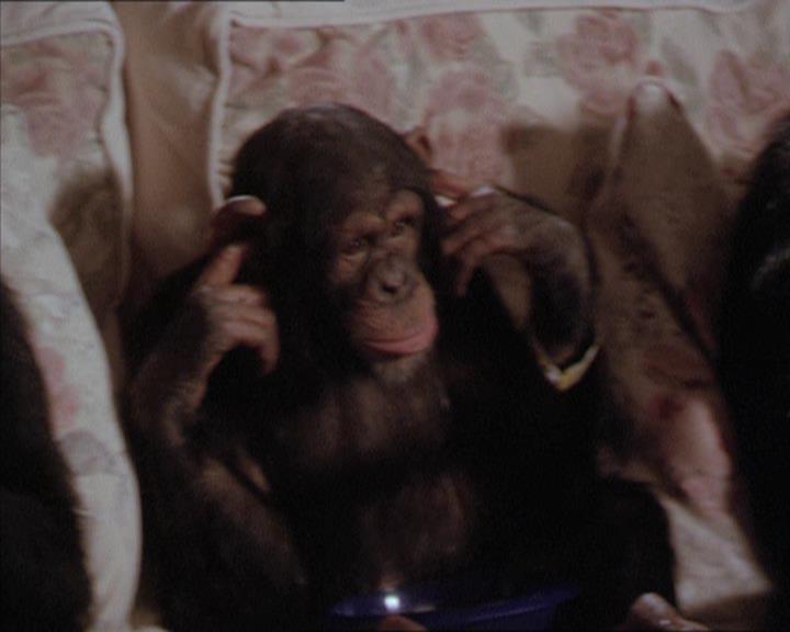 Charmed-Online-dot-220AstralMonkeys2195.jpg