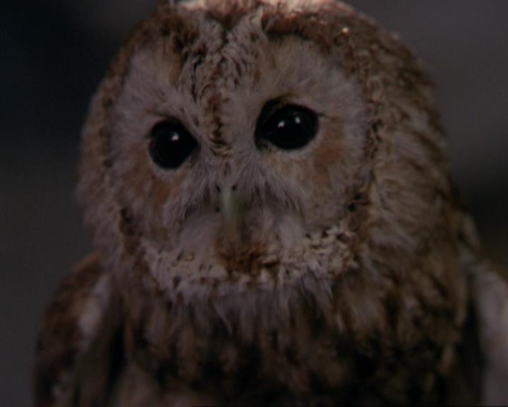 Charmed-Online_dot_net-3x02MagicHour0937.jpg