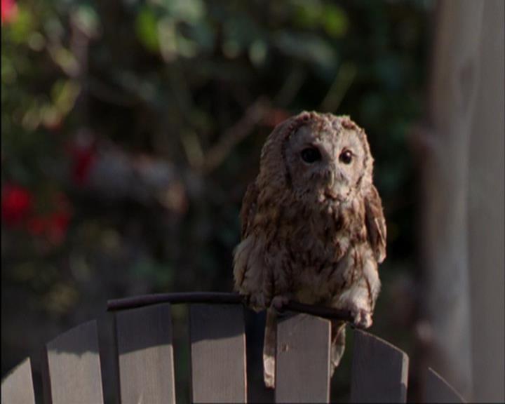 Charmed-Online_dot_net-3x02MagicHour1168.jpg