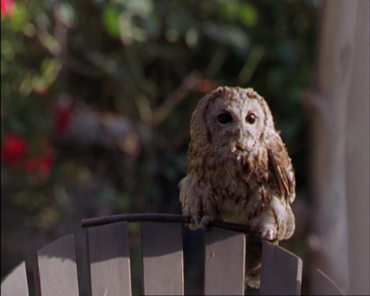 Charmed-Online_dot_net-3x02MagicHour1283.jpg