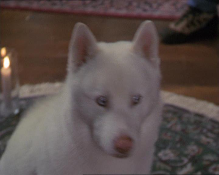 Charmed-Online-dot-320LookWhosBarking0899.jpg