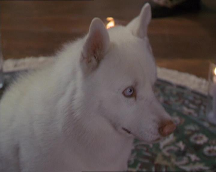 Charmed-Online-dot-320LookWhosBarking0900.jpg