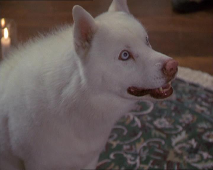 Charmed-Online-dot-320LookWhosBarking0907.jpg