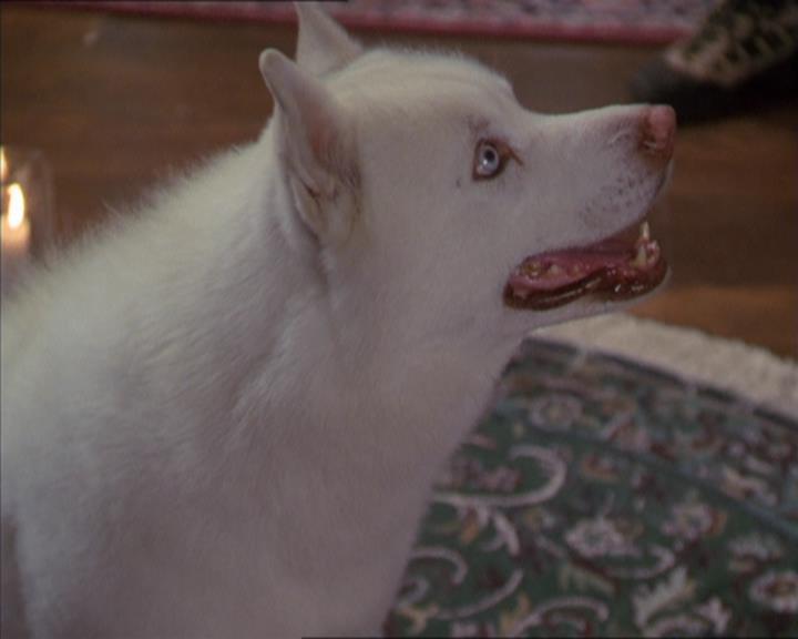 Charmed-Online-dot-320LookWhosBarking0908.jpg