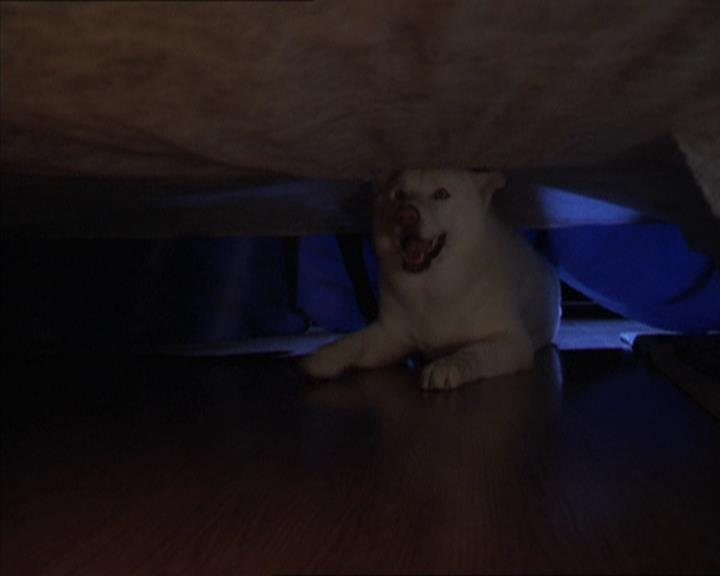Charmed-Online-dot-320LookWhosBarking0914.jpg