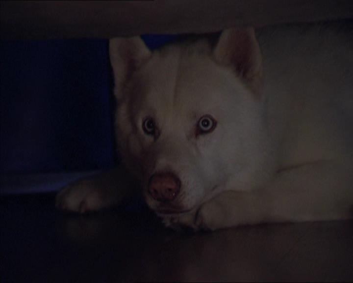 Charmed-Online-dot-320LookWhosBarking0959.jpg