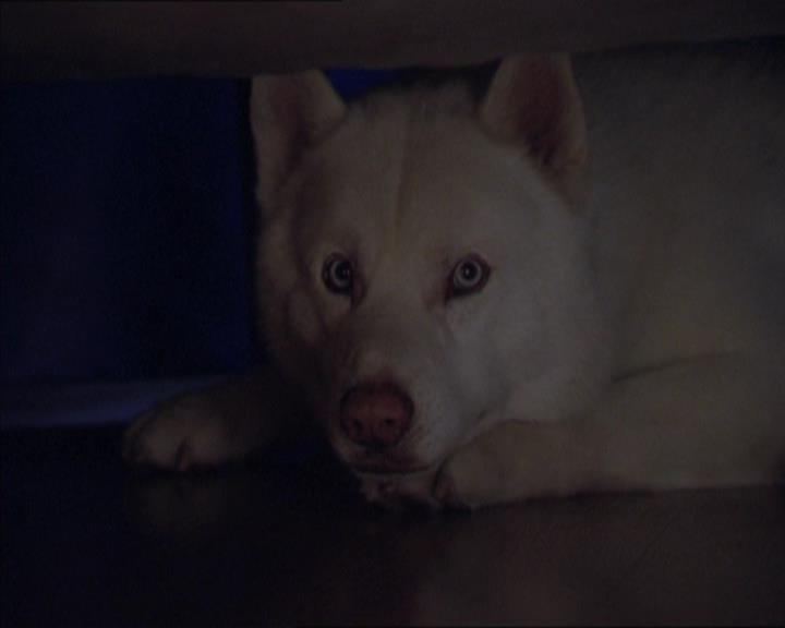 Charmed-Online-dot-320LookWhosBarking0967.jpg