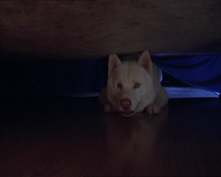 Charmed-Online-dot-320LookWhosBarking0971.jpg