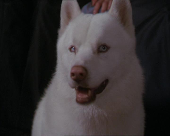 Charmed-Online-dot-320LookWhosBarking0983.jpg