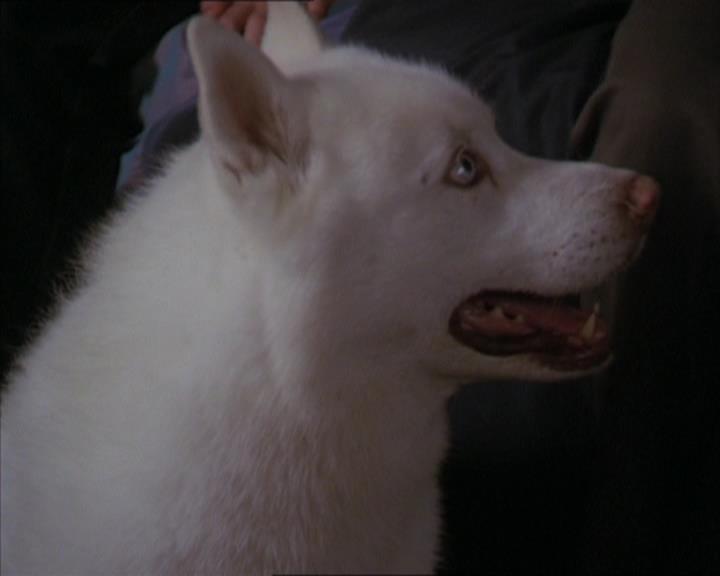 Charmed-Online-dot-320LookWhosBarking0984.jpg