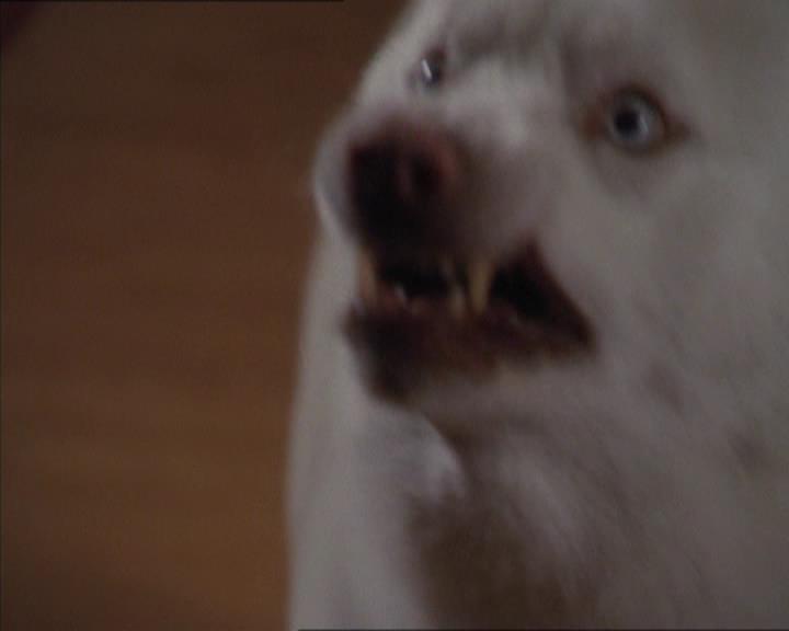Charmed-Online-dot-320LookWhosBarking0990.jpg