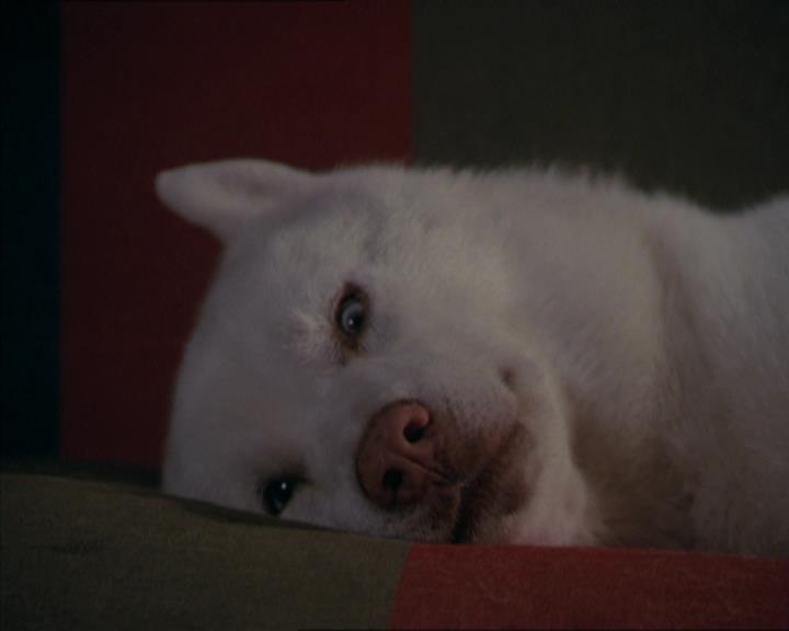 Charmed-Online-dot-320LookWhosBarking1580.jpg Charmed-Online-dot-320LookWhosBarking1580.jpg