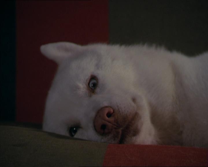 Charmed-Online-dot-320LookWhosBarking1581.jpg