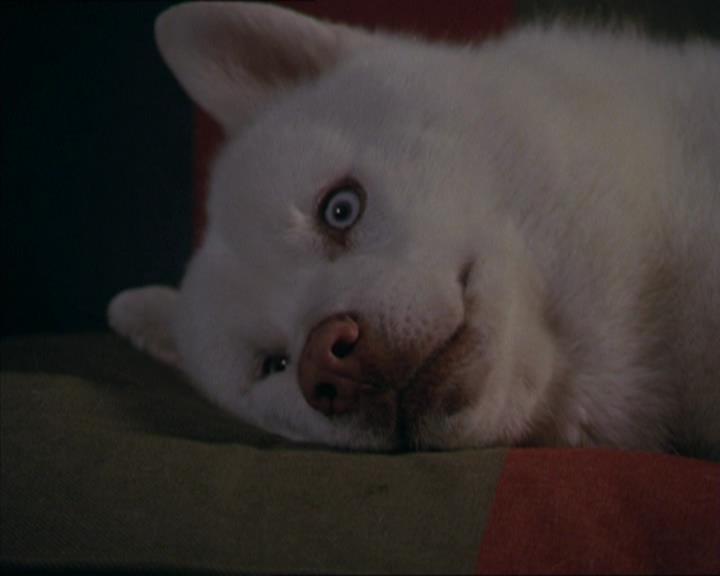 Charmed-Online-dot-320LookWhosBarking1585.jpg