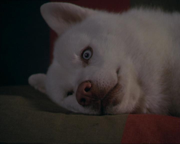 Charmed-Online-dot-320LookWhosBarking1586.jpg