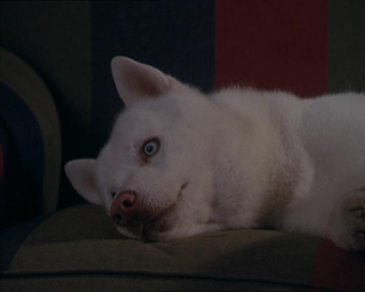 Charmed-Online-dot-320LookWhosBarking1594.jpg