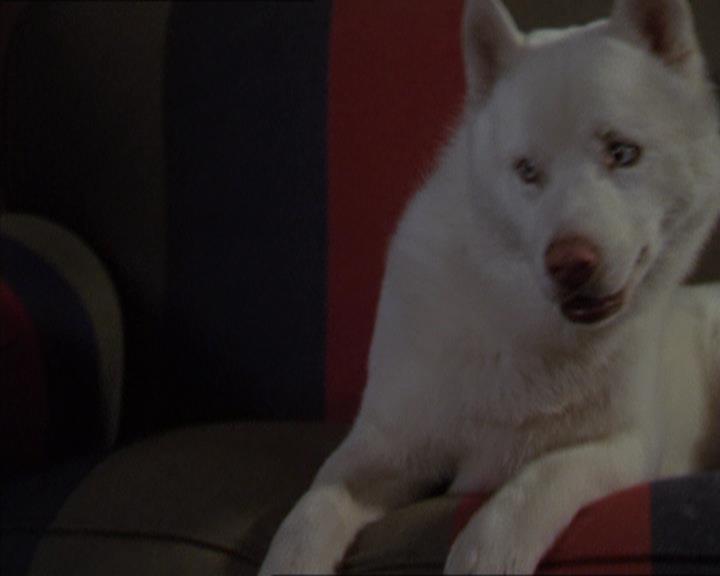 Charmed-Online-dot-320LookWhosBarking1606.jpg
