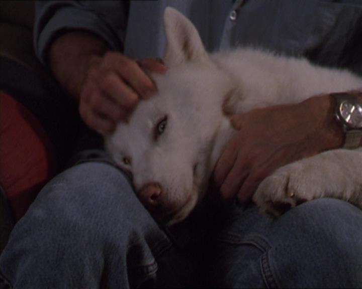Charmed-Online-dot-320LookWhosBarking1621.jpg