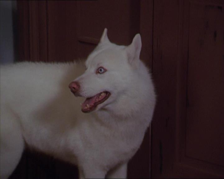 Charmed-Online-dot-320LookWhosBarking1680.jpg