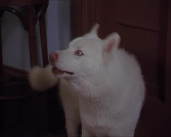 Charmed-Online-dot-320LookWhosBarking1681.jpg Charmed-Online-dot-320LookWhosBarking1681.jpg