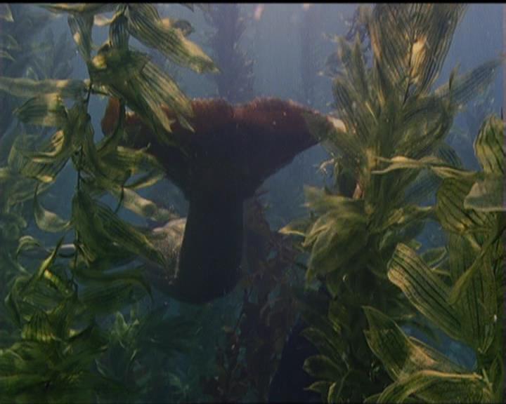 Charmed-Online_dot_net-5x02AWitchsTailPart2-0012.jpg