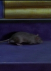 Charmed-Online-dot-511TheImportanceOfBeingPhoebe0531.jpg