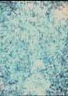 Charmed-Online-dot-512CentennialCharmed0024.jpg