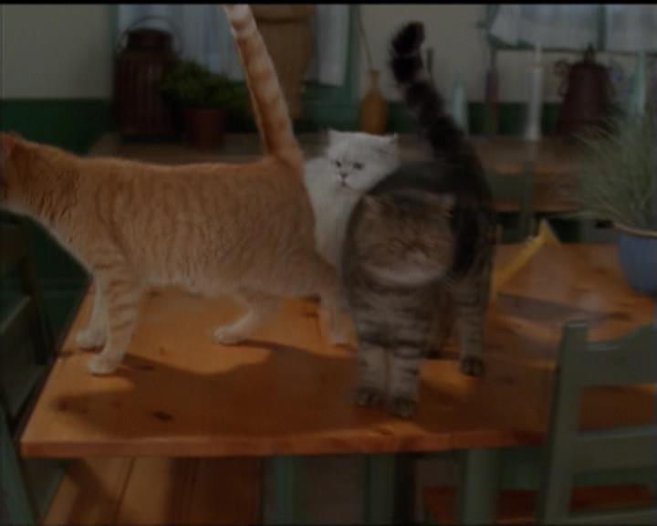 Charmed-Online-dot-518CatHouse0007.jpg