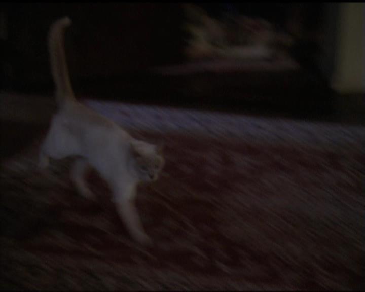 Charmed-Online-dot-518CatHouse2190.jpg