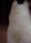 Charmed-Online-dot-518CatHouse1780.jpg