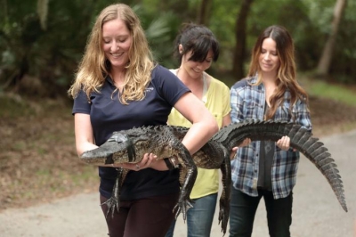 BP_GCSNH105H_releasing-alligator-at-sea-turtle-center_j.jpg